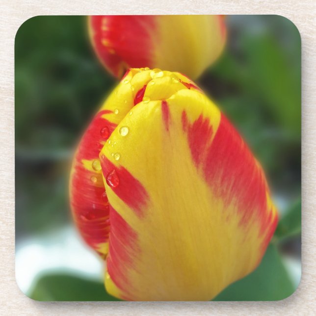 yellow red tulips coaster (Front)
