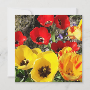 Yellow & Red Tulips Flat Card