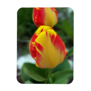 yellow red tulips magnet