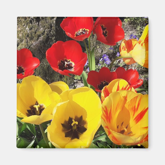 Yellow & Red Tulips Magnet (Front)
