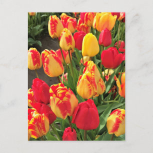 Yellow & Red Tulips Postcard