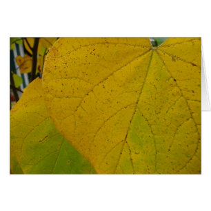 Yellow Redbud Leaves Autumn Nature Photography