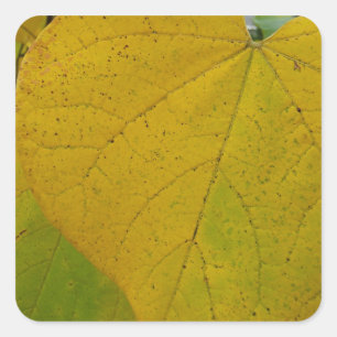 Yellow Redbud Leaves Autumn Nature Photography Square Sticker