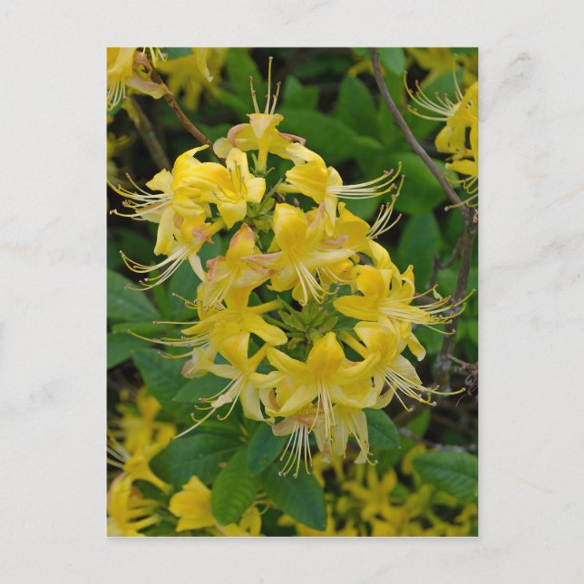 Yellow Rhododendron Azalea Flowers Postcard (Front)