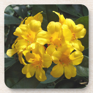 Yellow Rhododendron Coaster