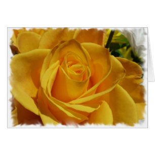 yellow rose