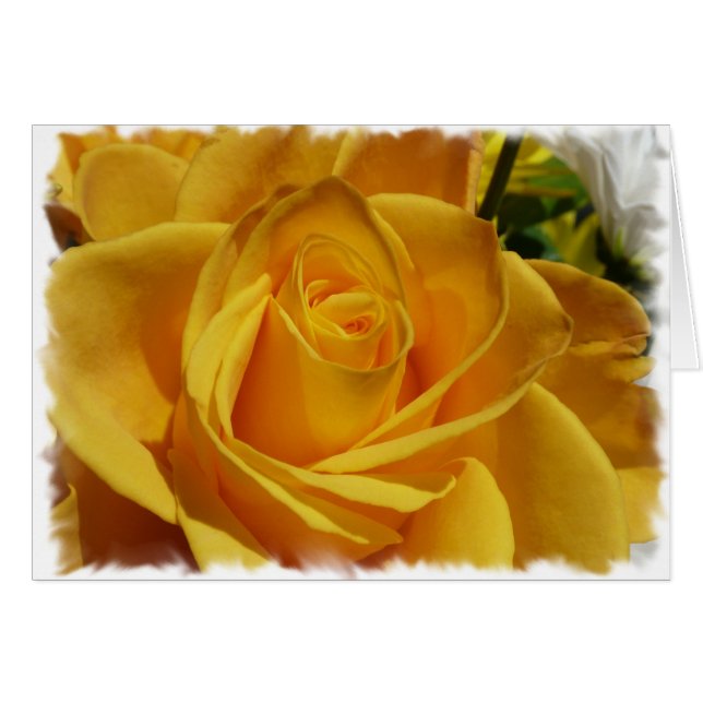 yellow rose (Front Horizontal)
