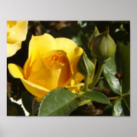 Yellow rose and lady bug poster