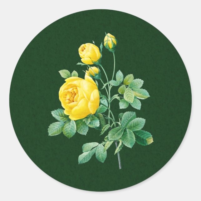 Yellow Rose and Rosebuds Classic Round Sticker (Front)