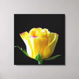 Yellow rose art  canvas print
