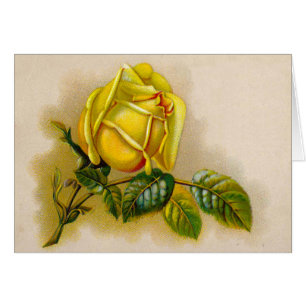 Yellow Rose Artwork Print Fine Art