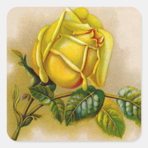 Yellow Rose Artwork Print Fine Art Square Sticker