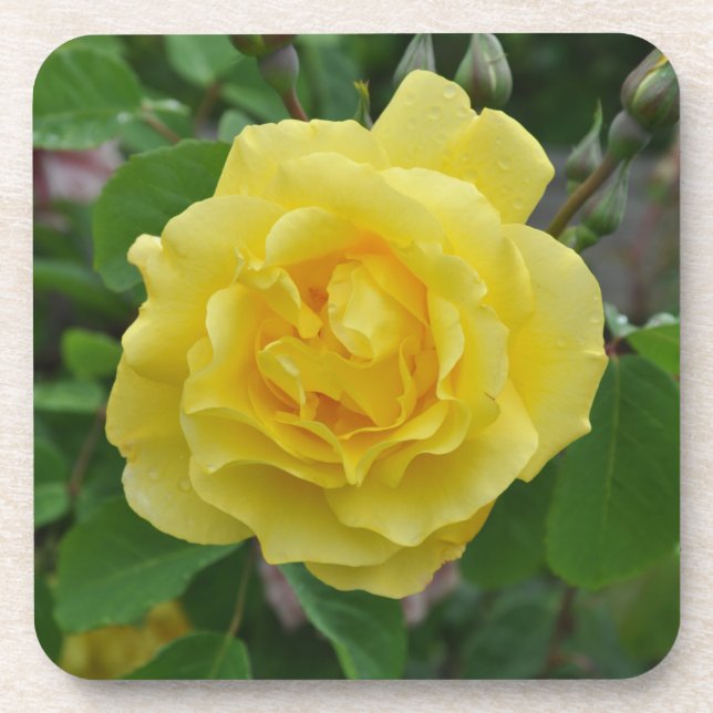Yellow rose beauty    coaster (Front)