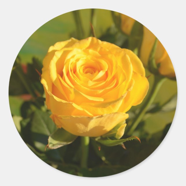 Yellow Rose Beauty Photography   Classic Round Sticker (Front)