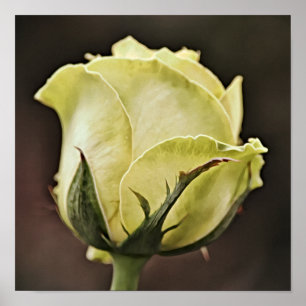 Yellow Rose Bud Photographic Art Print