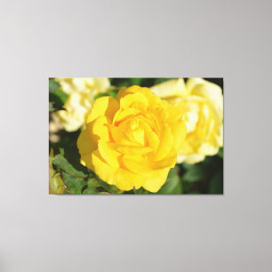 Yellow rose canvas print