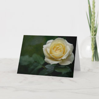 Yellow rose card