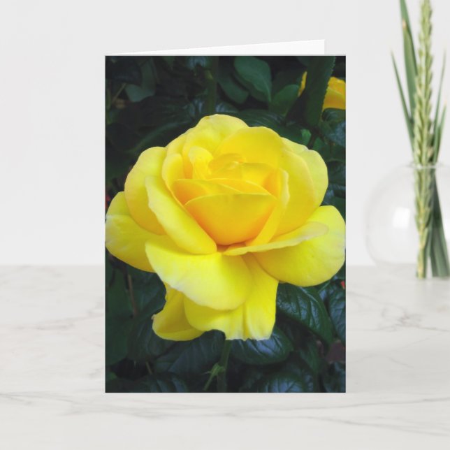 Yellow rose - Card (Front)