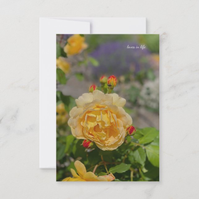Yellow Rose Card (Front)