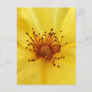 Yellow Rose Centre Postcard