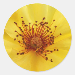 Yellow Rose Centre Stickers
