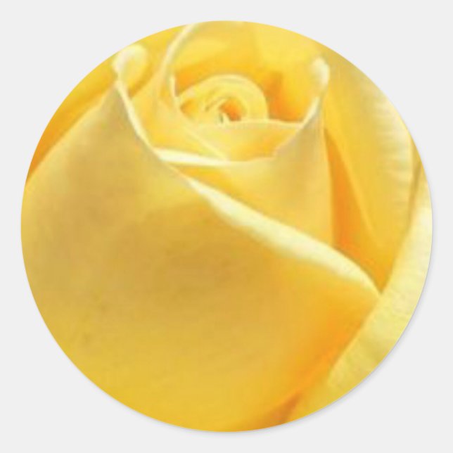 Yellow Rose Classic Round Sticker (Front)