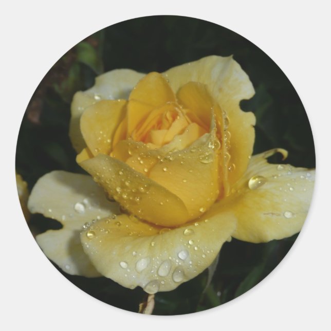 Yellow Rose Classic Round Sticker (Front)