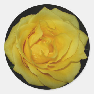 yellow rose classic round sticker