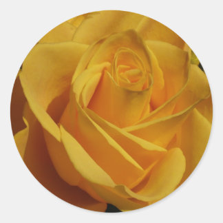 Yellow Rose Classic Round Sticker