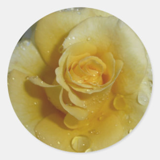 Yellow Rose Classic Round Sticker