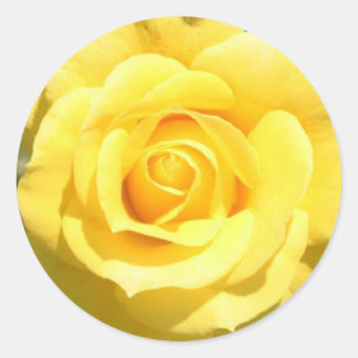 Yellow Rose Classic Round Sticker