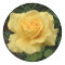Yellow Rose