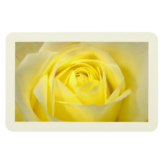 Yellow Rose Closeup Magnet (Horizontal)