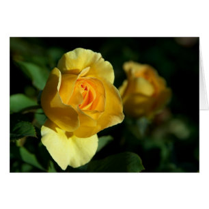 Yellow Rose Floral