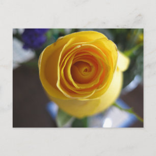 Yellow Rose Floral Macro Photography Postcard