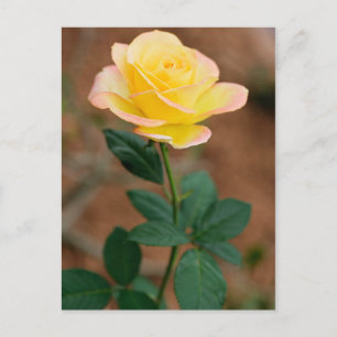 Yellow  Rose Flower Floral Flowers Roses Postcard