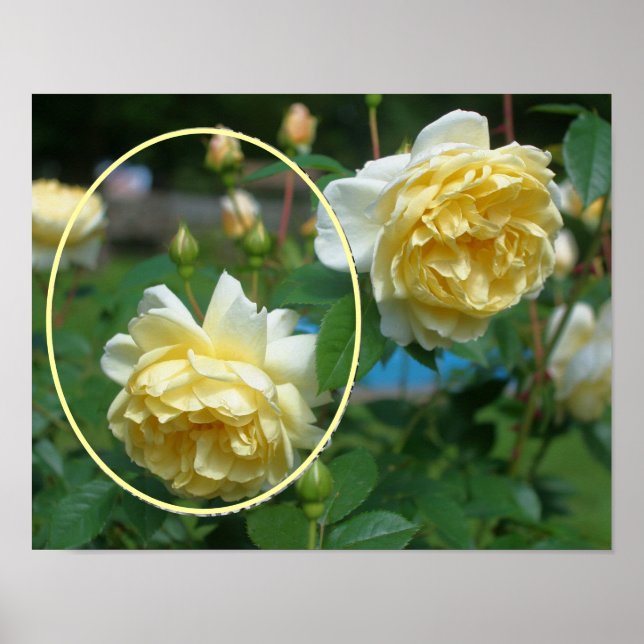 Yellow Rose Flower Frame Create Your Own Photo Poster (Front)