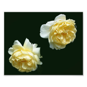 Yellow Rose Flower Pair 8x10 Photo Print