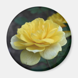 Yellow Rose Flower Photography Magnet