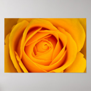 Yellow rose flower Poster