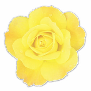 Yellow Rose Flowers Floral Spring Summer Easter