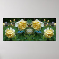 Yellow Rose Flowers Mirror Abstract