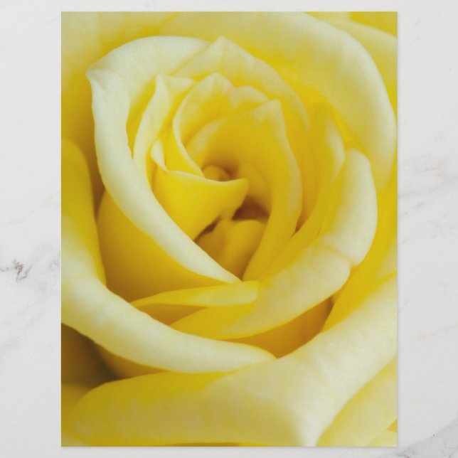 Yellow rose flyer (Front)