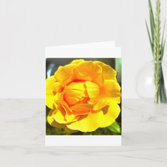 Yellow Rose Greeting Card (Front)