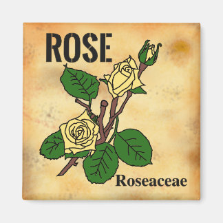 Yellow Rose line art aged paper style Magnet
