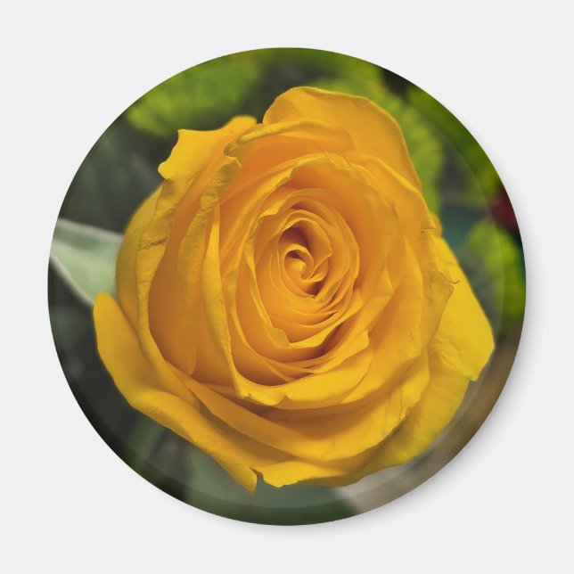 Yellow Rose Magnet (Front)