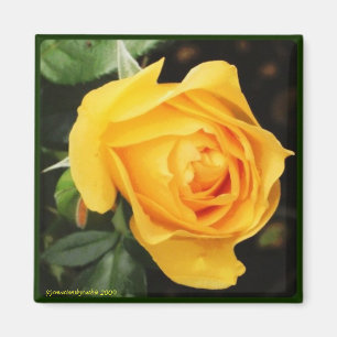 'Yellow Rose' Magnet