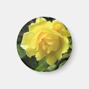 Yellow Rose Magnet