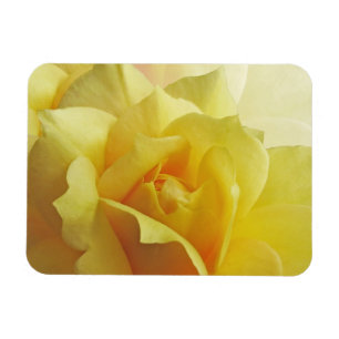 Yellow Rose Magnet