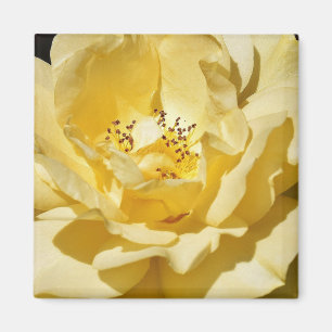Yellow Rose Magnet
